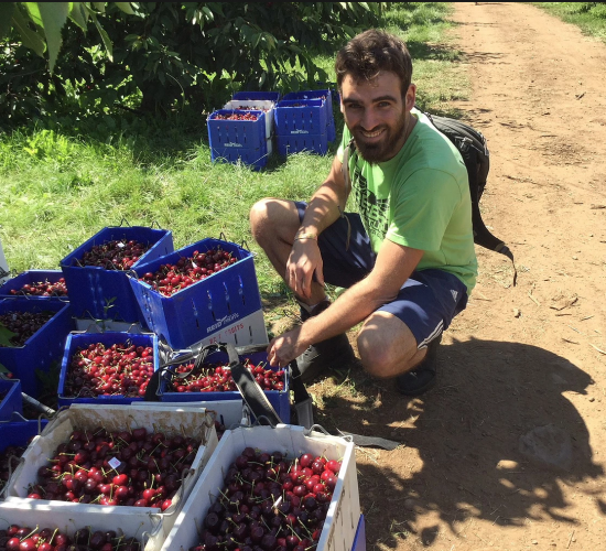 Cherry picker in an orchard