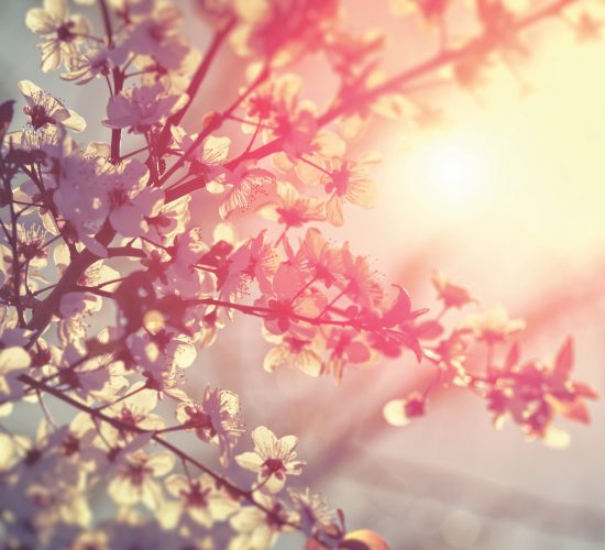 cherry blossom background