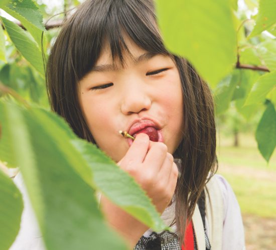 eating cherries