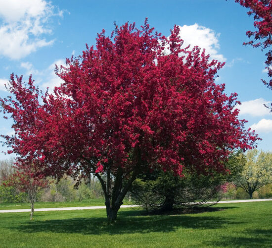 Crab Apple Photo